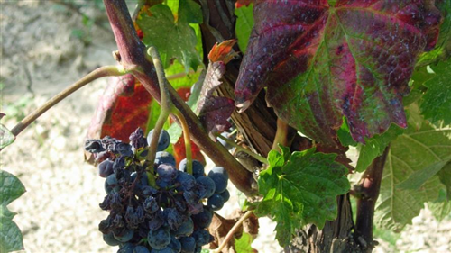 Flavescenza dorata della vite - lotta obbligatoria 2026