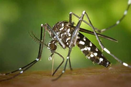 Piano Regionale di prevenzione delle Arbovirosi trasmesse da zanzare